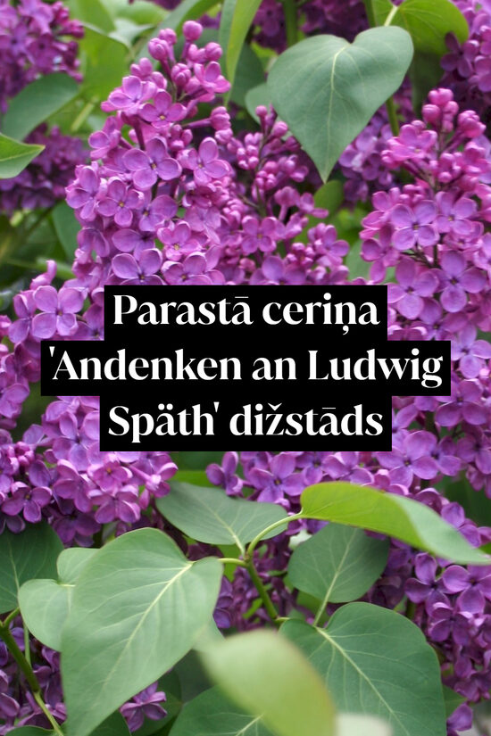 Parastā ceriņš 'Andenken an Ludwig Späth' dižstāds – kupls, izteiksmīgs krūms, 2 dažādi izmēri